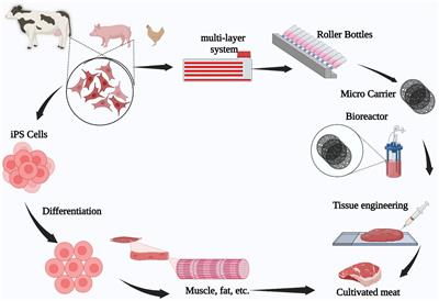 Are genetic drift and stem cell adherence in laboratory culture issues for cultivated meat production?